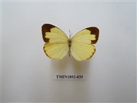 藏品(北黃蝶)的圖片